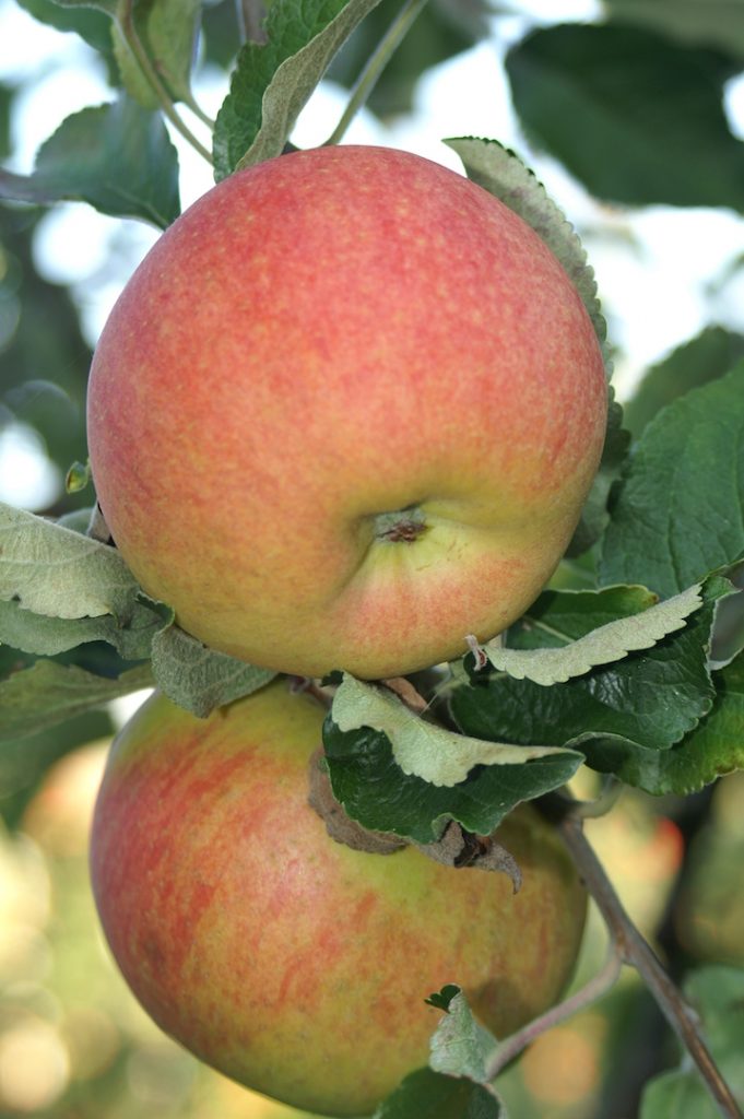 Obstbaumschule Schreiber GmbH