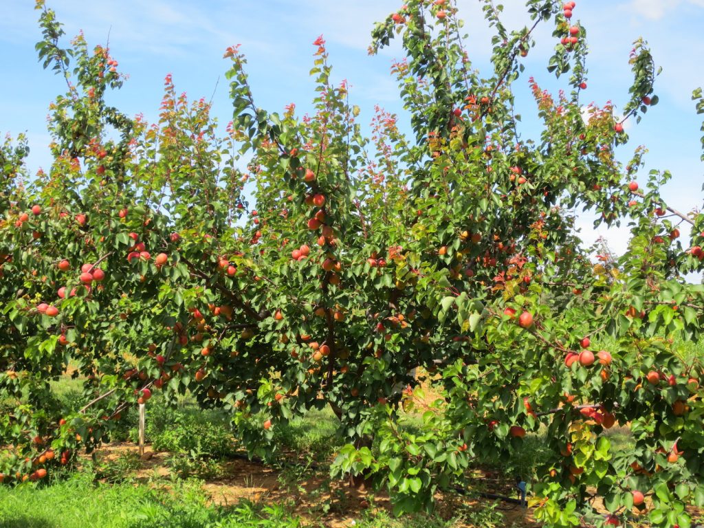 Obstbaumschule Schreiber GmbH