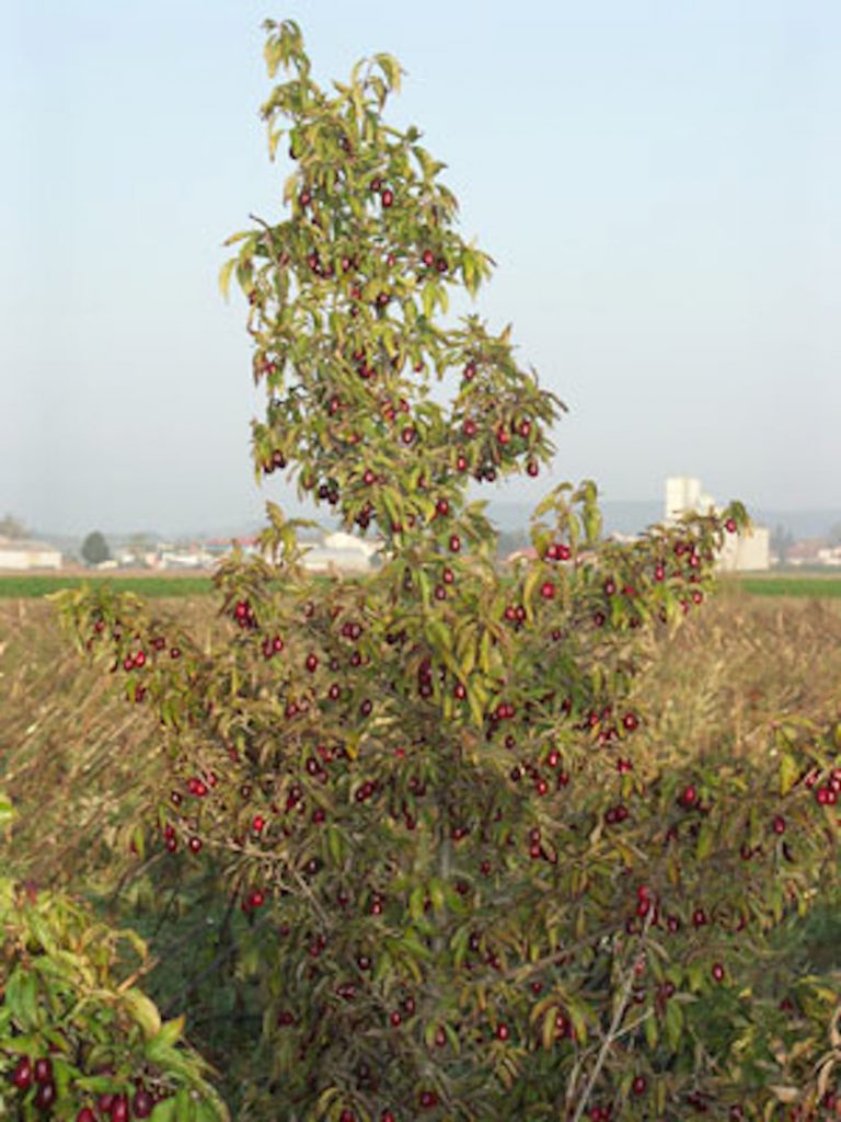 Obstbaumschule Schreiber GmbH