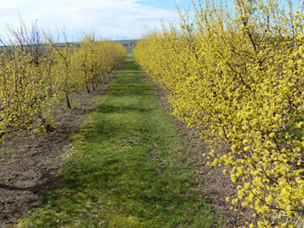 Obstbaumschule Schreiber GmbH