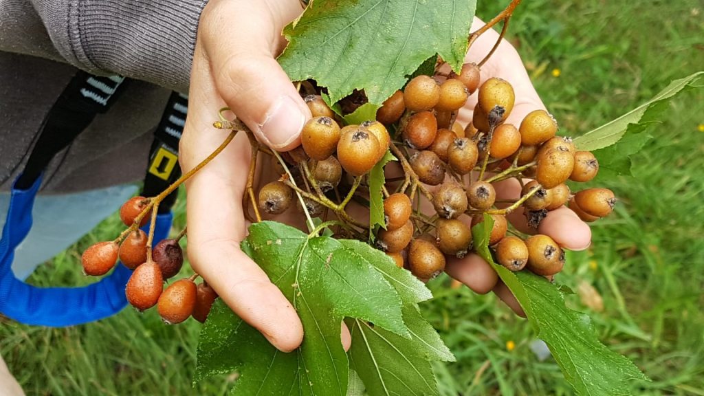 Baum- und Rebschule Schreiber