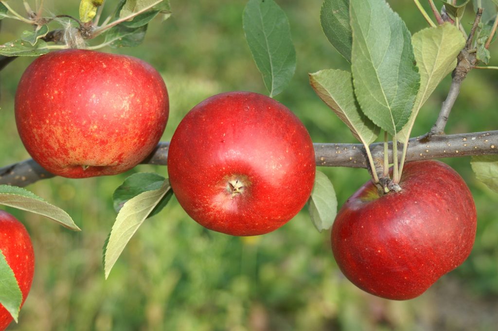 Obstbaumschule Schreiber GmbH