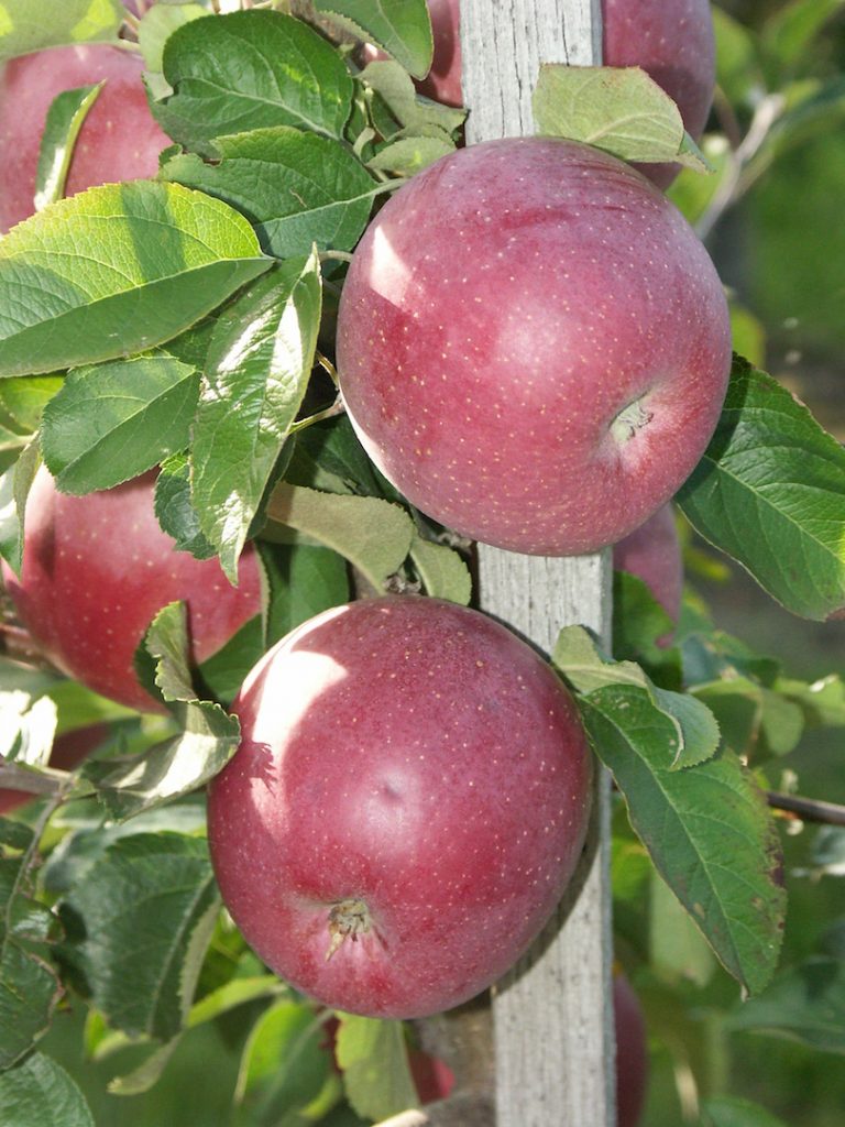 Obstbaumschule Schreiber GmbH