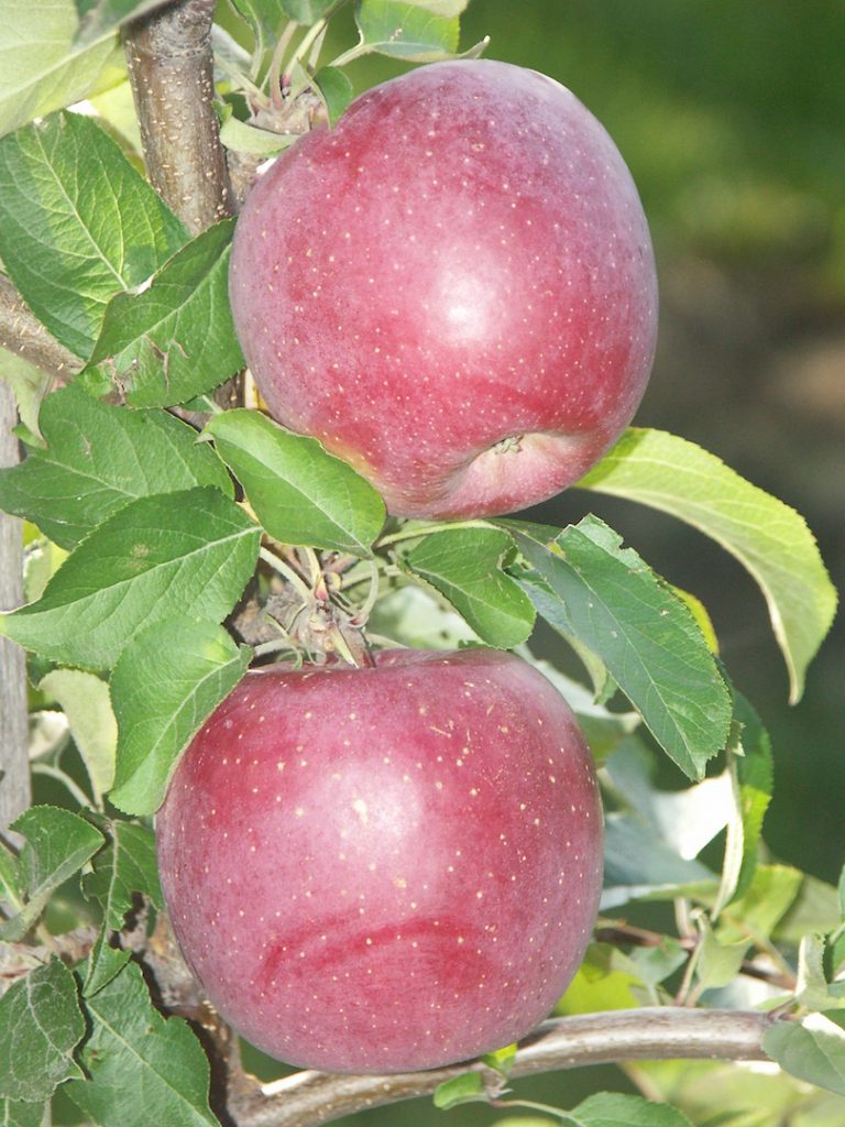 Obstbaumschule Schreiber GmbH