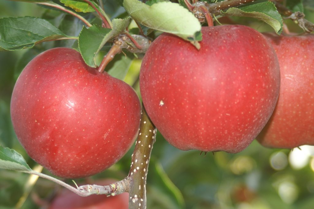 Obstbaumschule Schreiber GmbH