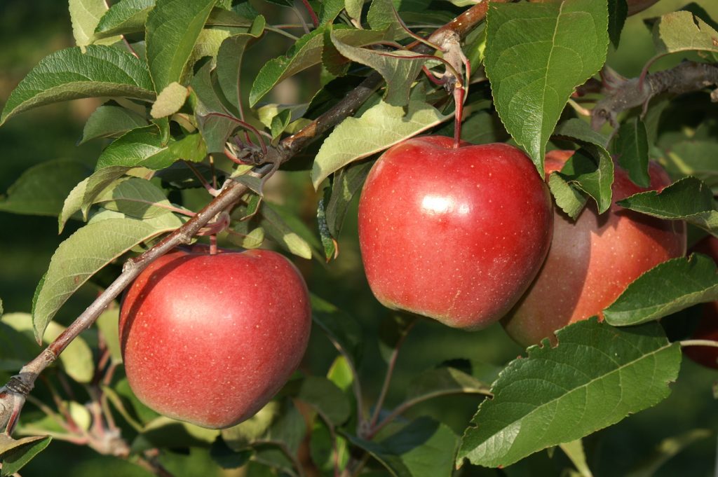 Obstbaumschule Schreiber GmbH