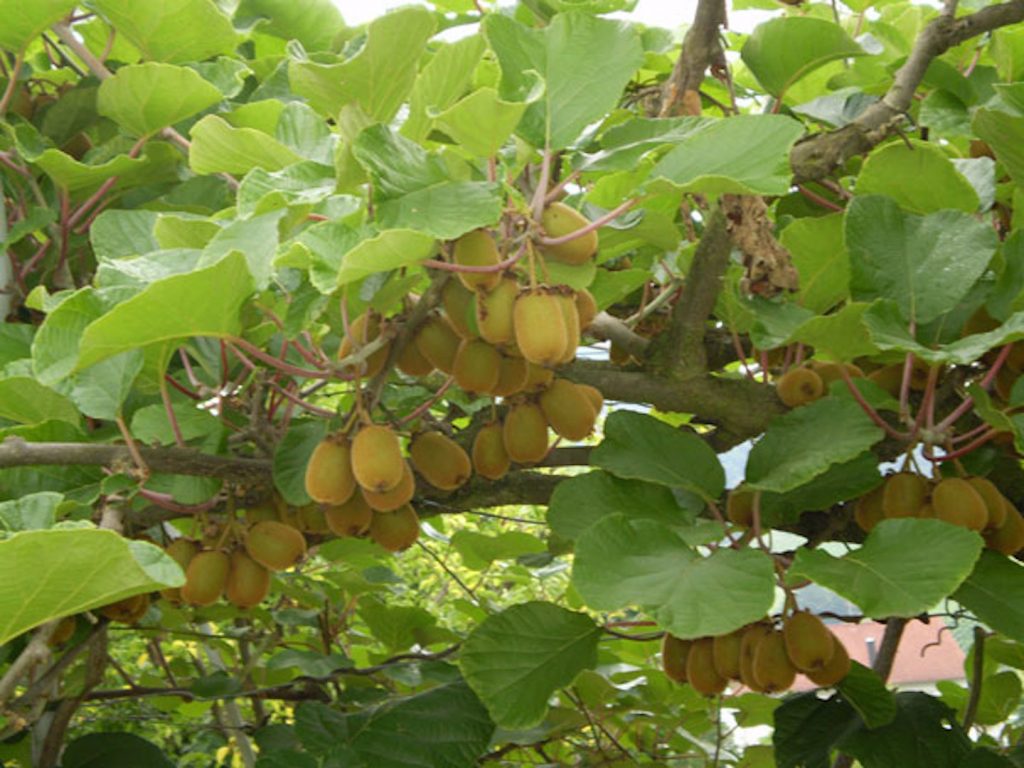 Obstbaumschule Schreiber GmbH