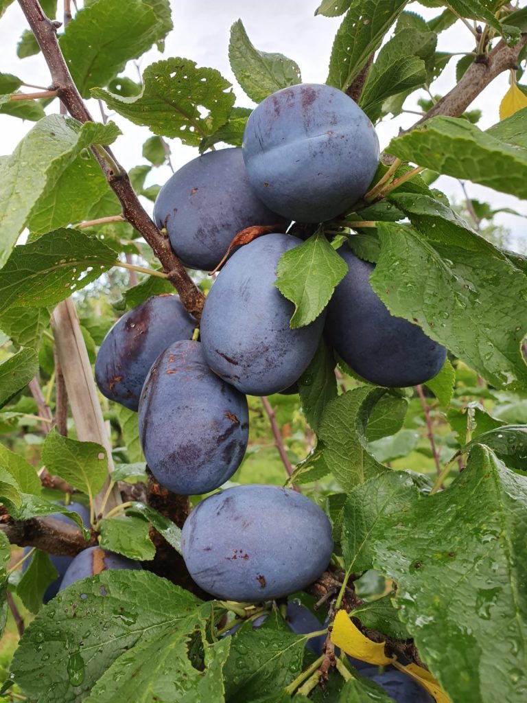 Baum- und Rebschule Schreiber