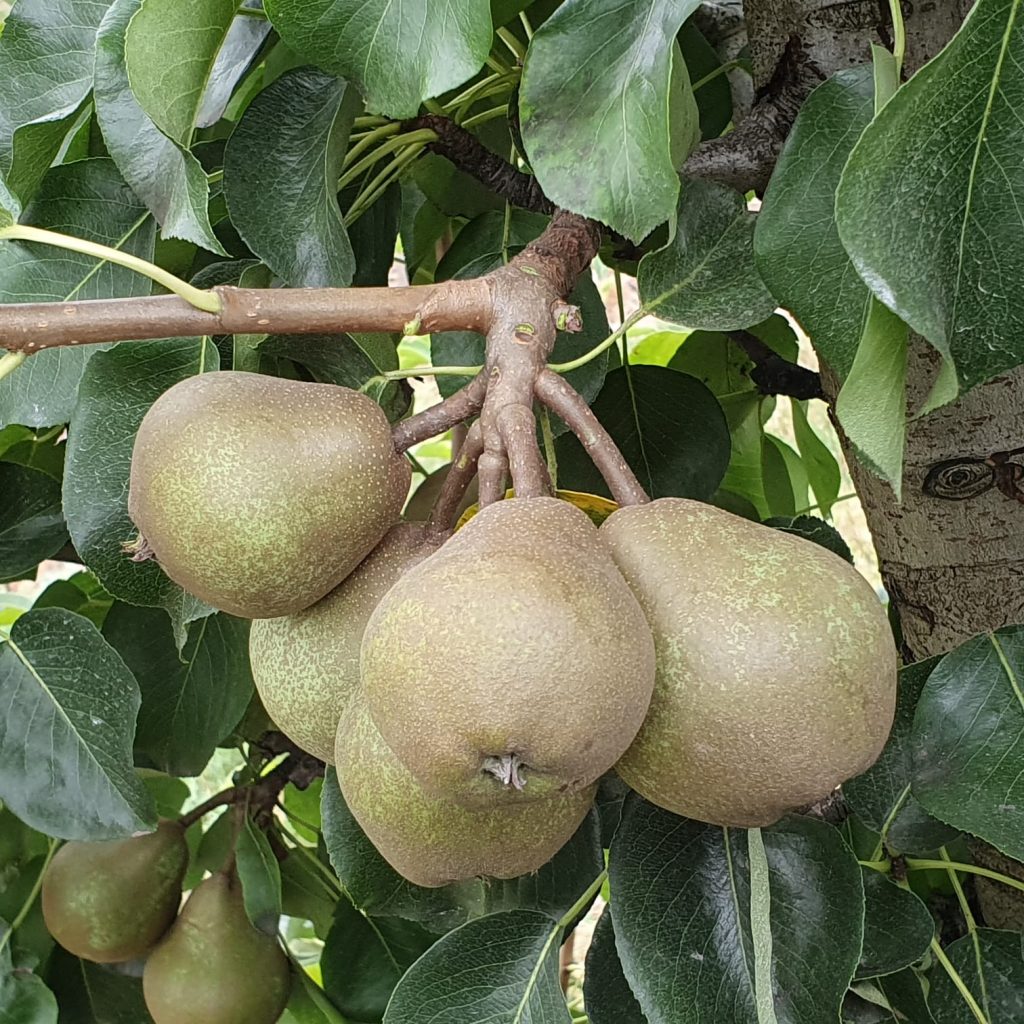 Obstbaumschule Schreiber GmbH