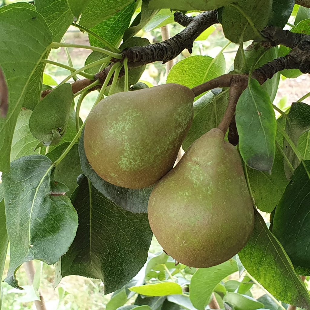 Obstbaumschule Schreiber GmbH