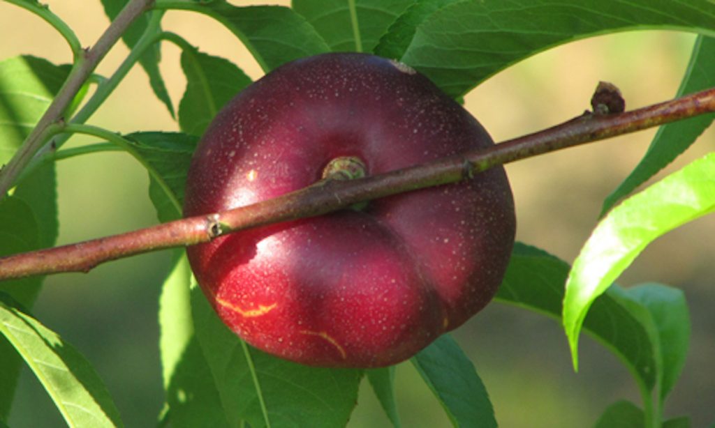 Obstbaumschule Schreiber GmbH