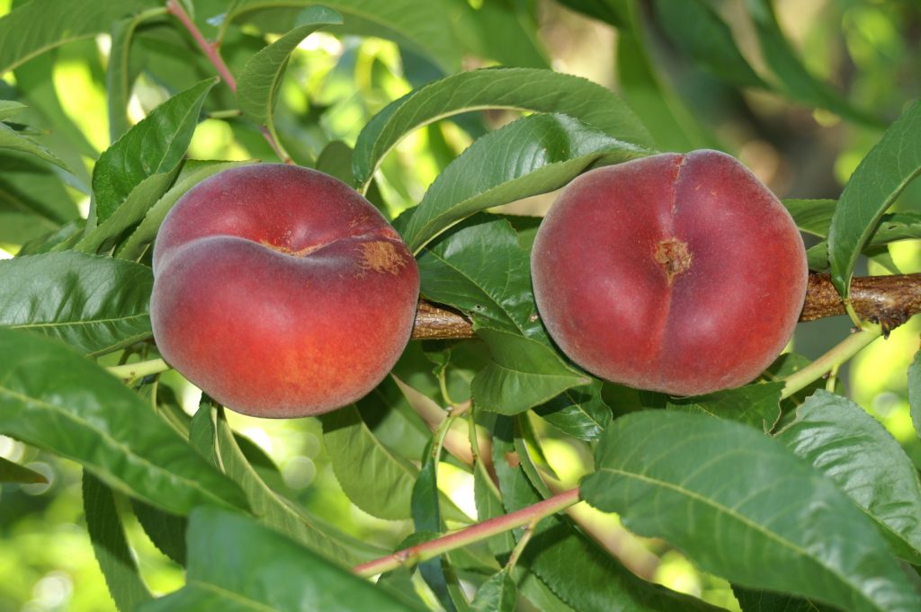 Obstbaumschule Schreiber GmbH