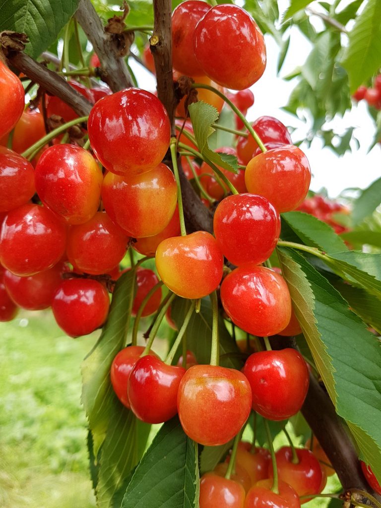 Obstbaumschule Schreiber GmbH