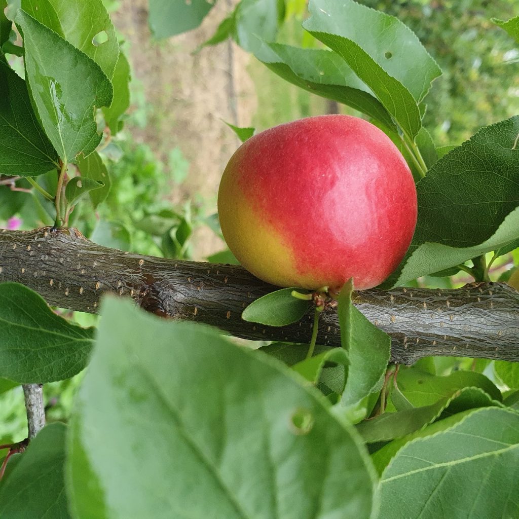 Obstbaumschule Schreiber GmbH