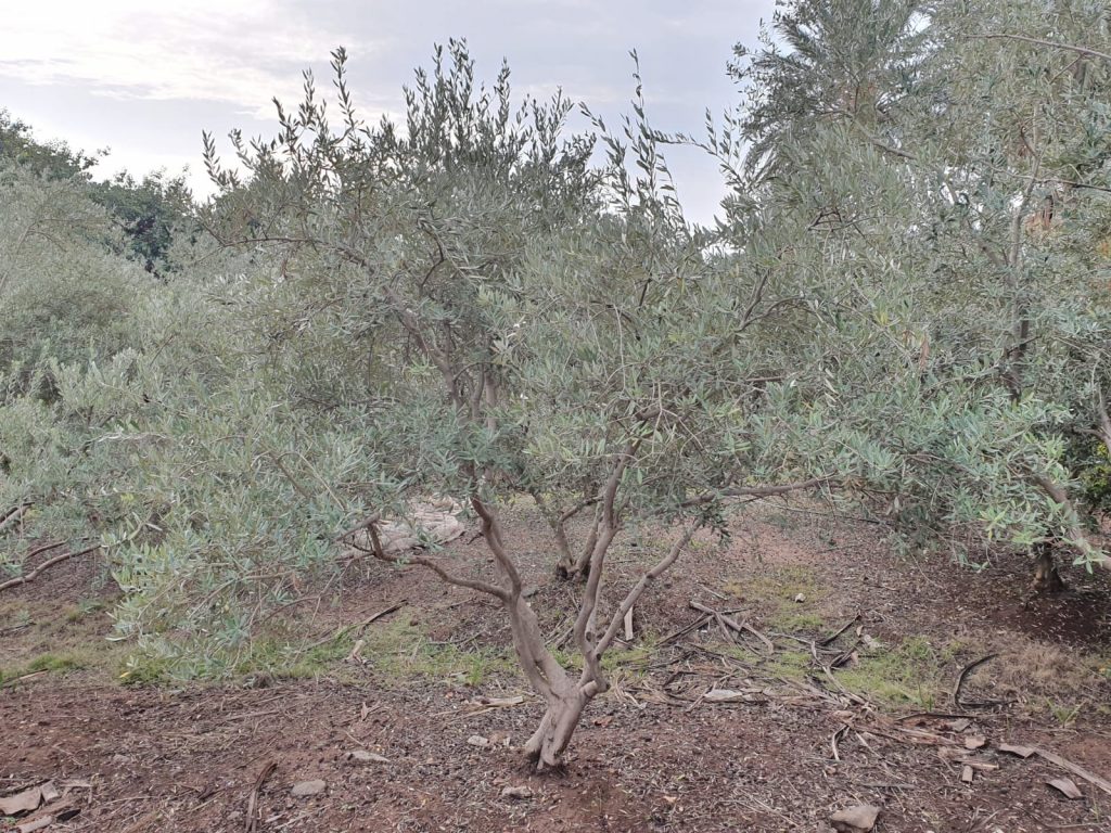 Baum- und Rebschule Schreiber