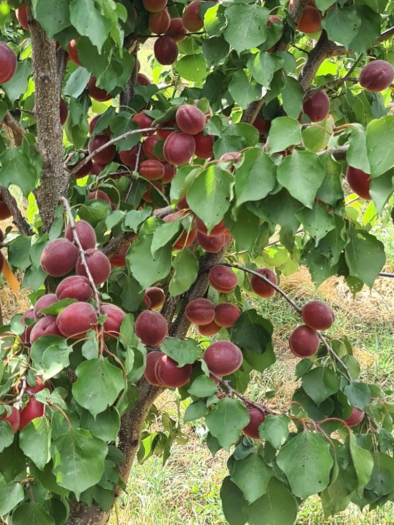 Obstbaumschule Schreiber GmbH