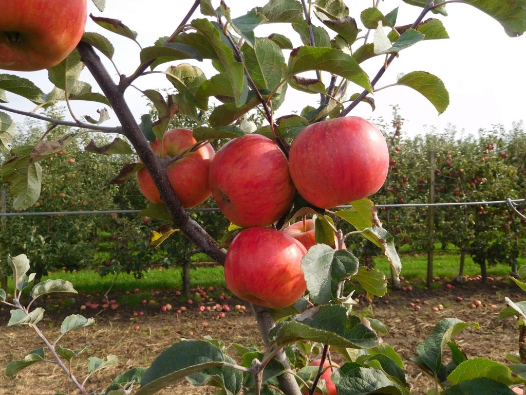 Obstbaumschule Schreiber GmbH