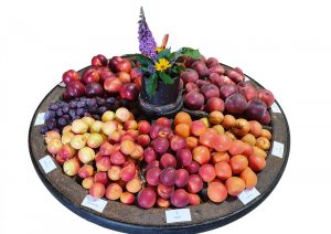 Sortenverkostung beim kostenfreien Obstbaumschnittkurs mit Schwerpunkt Marille, Pfirsich und Nektarine, Zwetschken