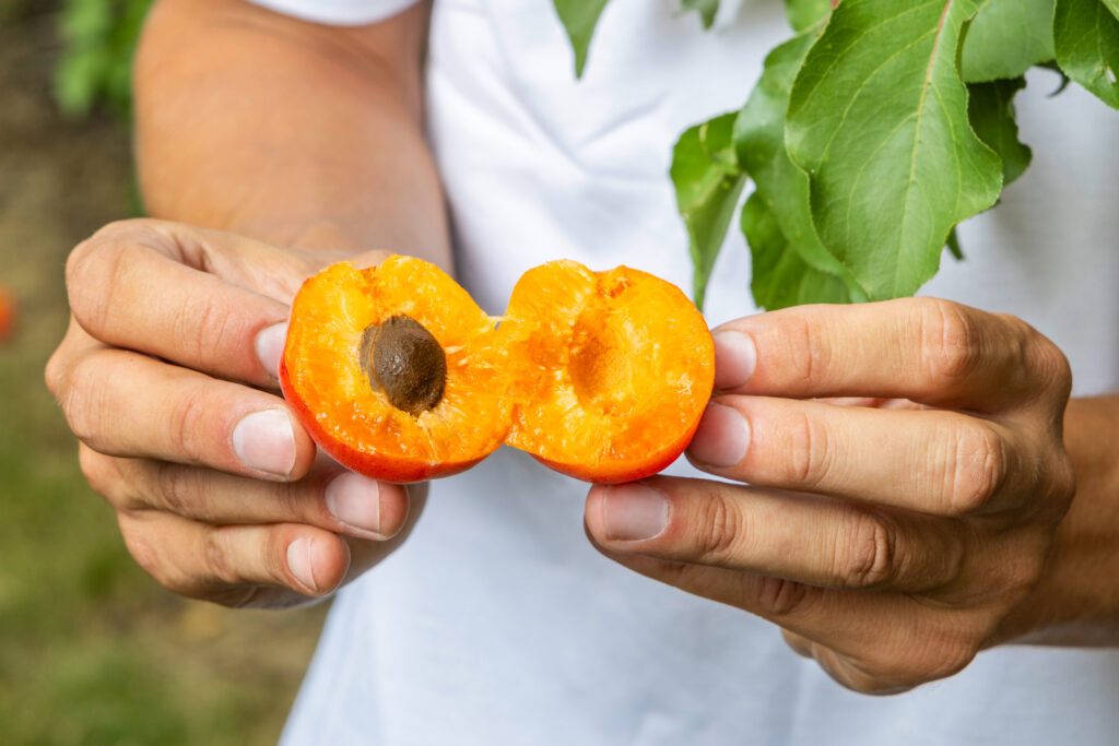 eine saftige, orange Marille geöffnet wird in der Hand gehalten
