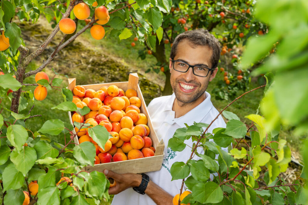Karriere im Obstbau - Team bei der Marillenernte