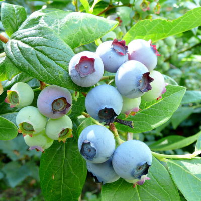 Bluecrop