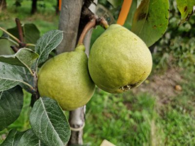 Hirschbirne
