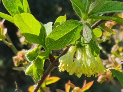 Myberry-Bee-4
