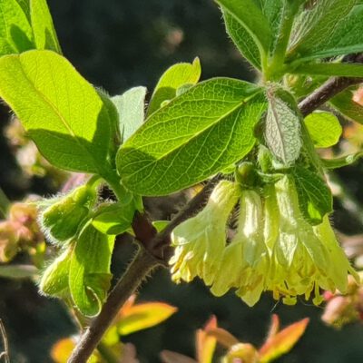 Myberry-Bee-4