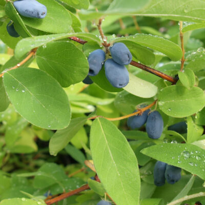 MyberryR-Farm