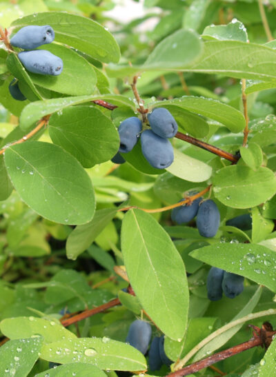 MyberryR-Farm