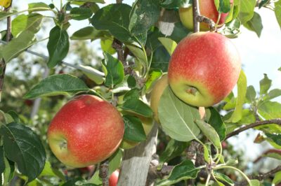 Red Delcorf® Appache