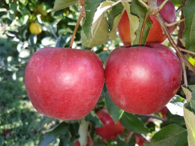 Red-Jonaprince-2