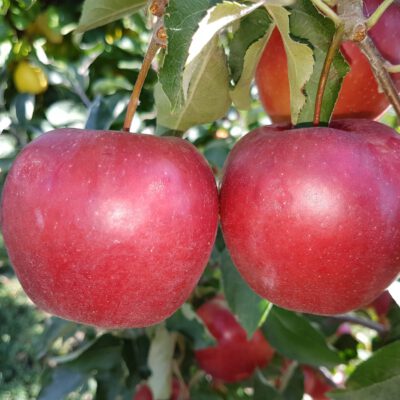Red-Jonaprince-2
