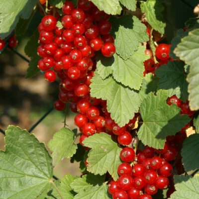 Rotet-4