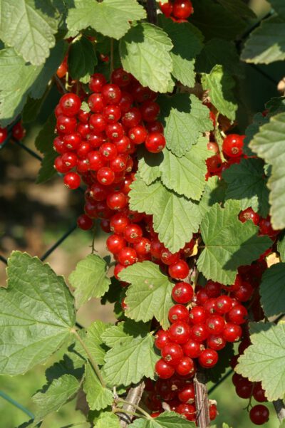 Rotet-4