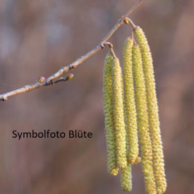Symbolfoto-Haselnuss