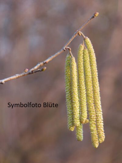 Symbolfoto-Haselnuss