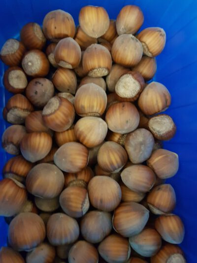 Tonda-di-Gifoni-wurzelecht-1