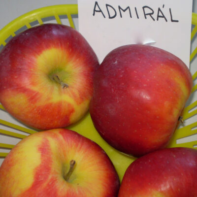 admiral