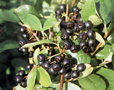 Aronia Viking