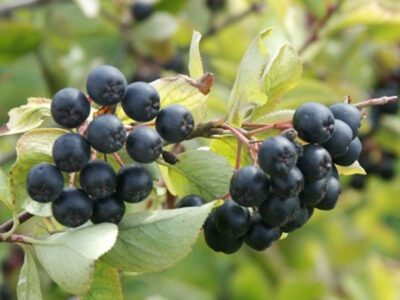 Aronia Nero