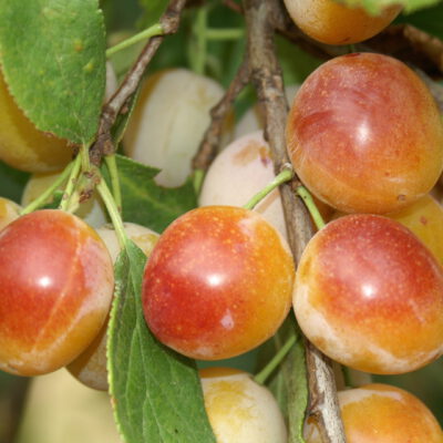 bellamira5