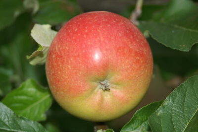 berlepsch7