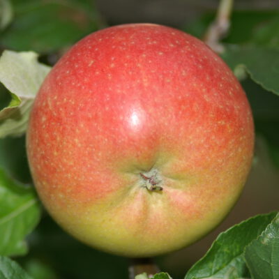 berlepsch7