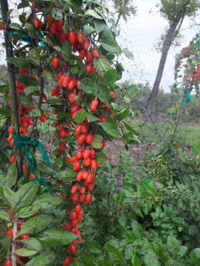 Big Lifeberry