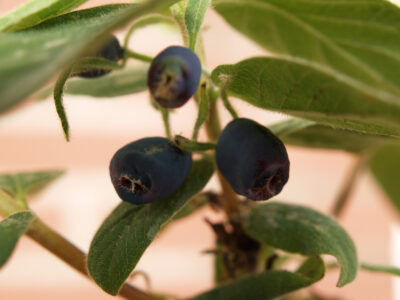 bluevelvet1