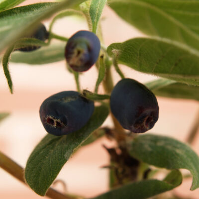 bluevelvet1