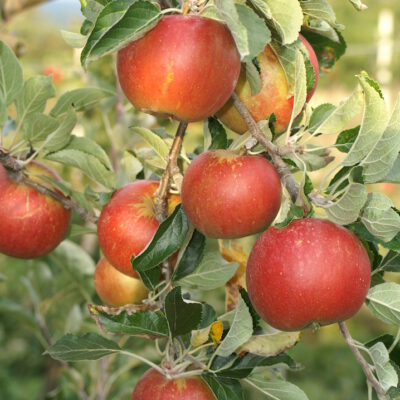 coxorange16