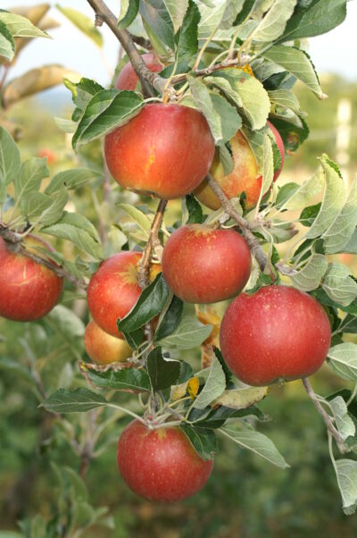 coxorange16