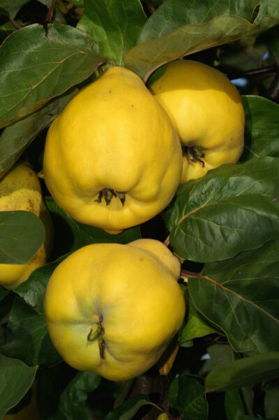 Cydora Robusta®